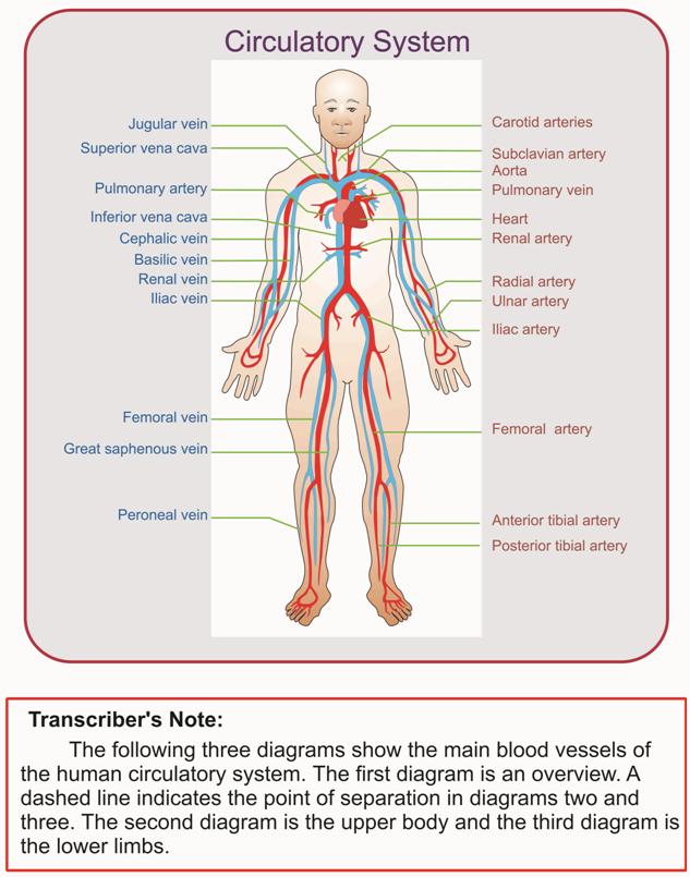 Example: Circulatory System