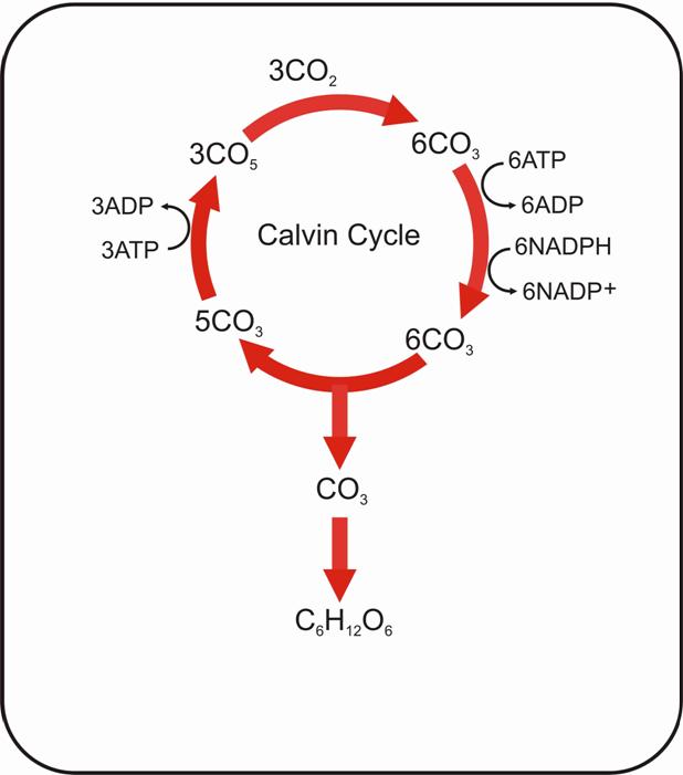 Image: Calvin Cycle